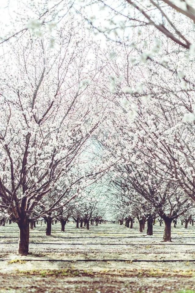 Almond orchard in bloom